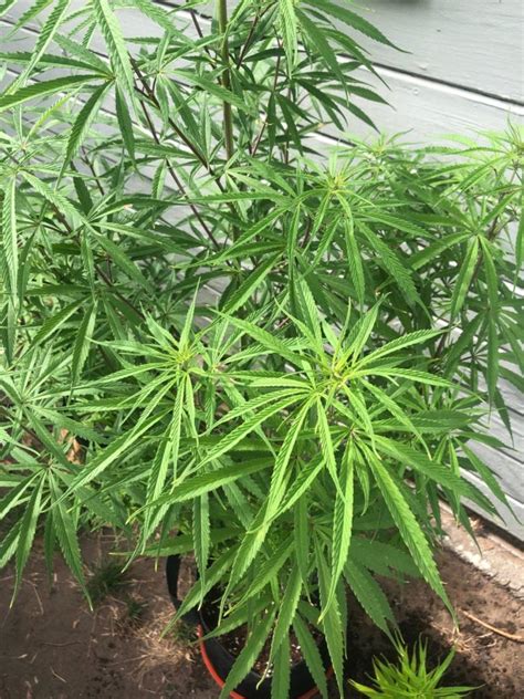 pot money meaning in tagalog|Marijuana .